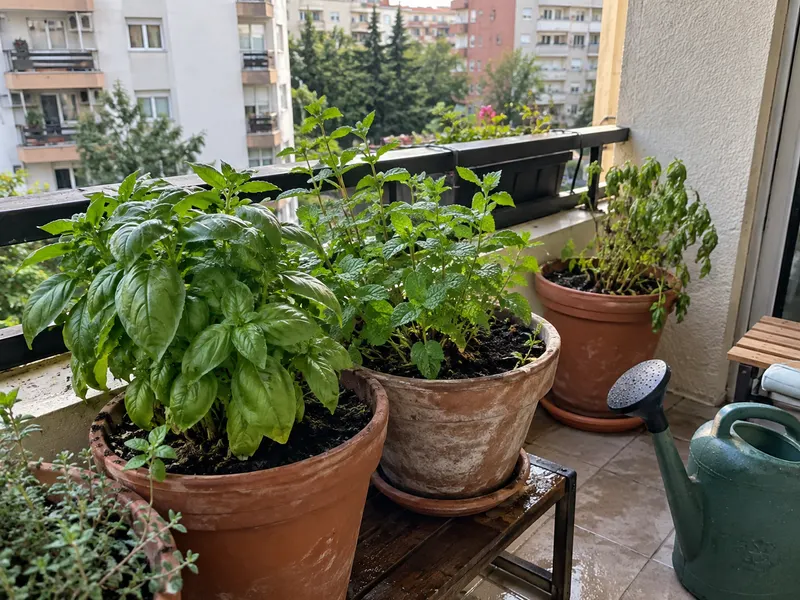 Balkonda iki saksıyla başladım, her gün kontrol ediyorum; siz de böyle heyecanlandınız mı?