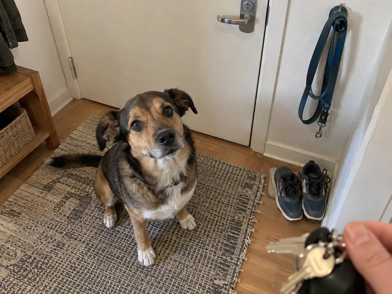 Köpeğiniz evden çıkacağınızı hemen anlıyor mu?